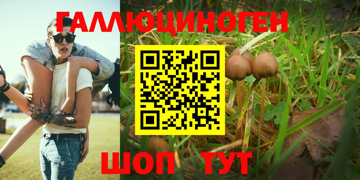 Псилоцибиновые грибы Psilocybe Солнечногорск